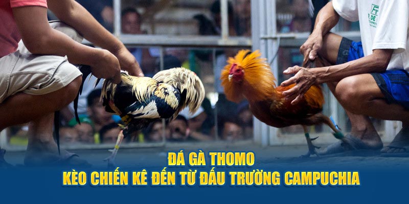 ảnh đại diện đá gà thomo